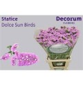 ΠΡΟΒΑΤΣΙΑ ΡΟΖ  STATICE DOLCE SUN BIRDS